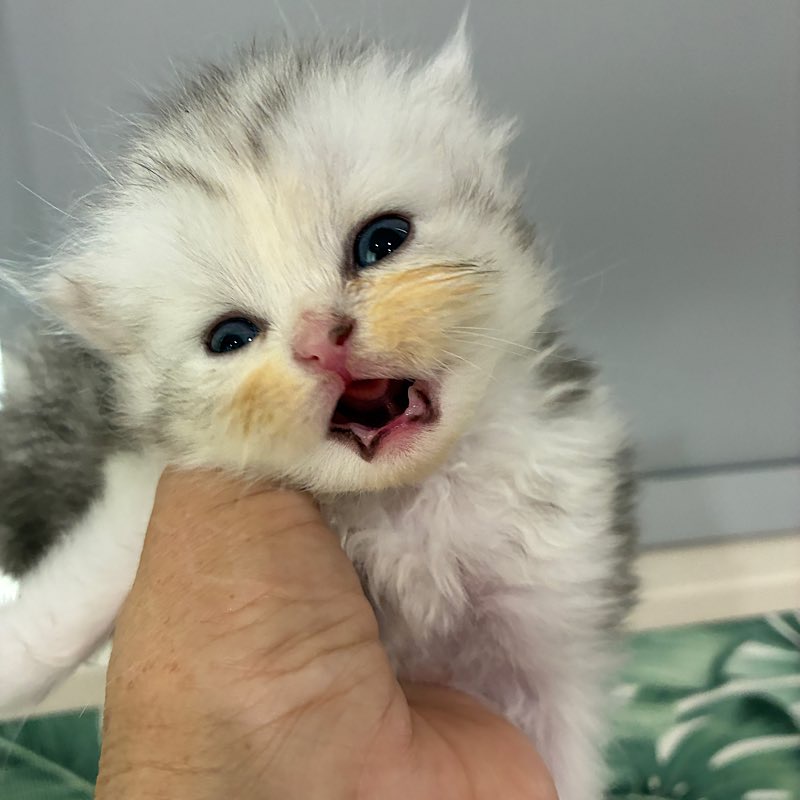 あくびしてるシルビア0711