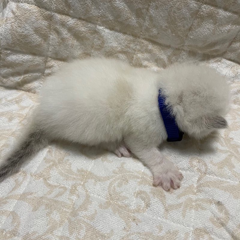 ルーカス全体0711 コピー