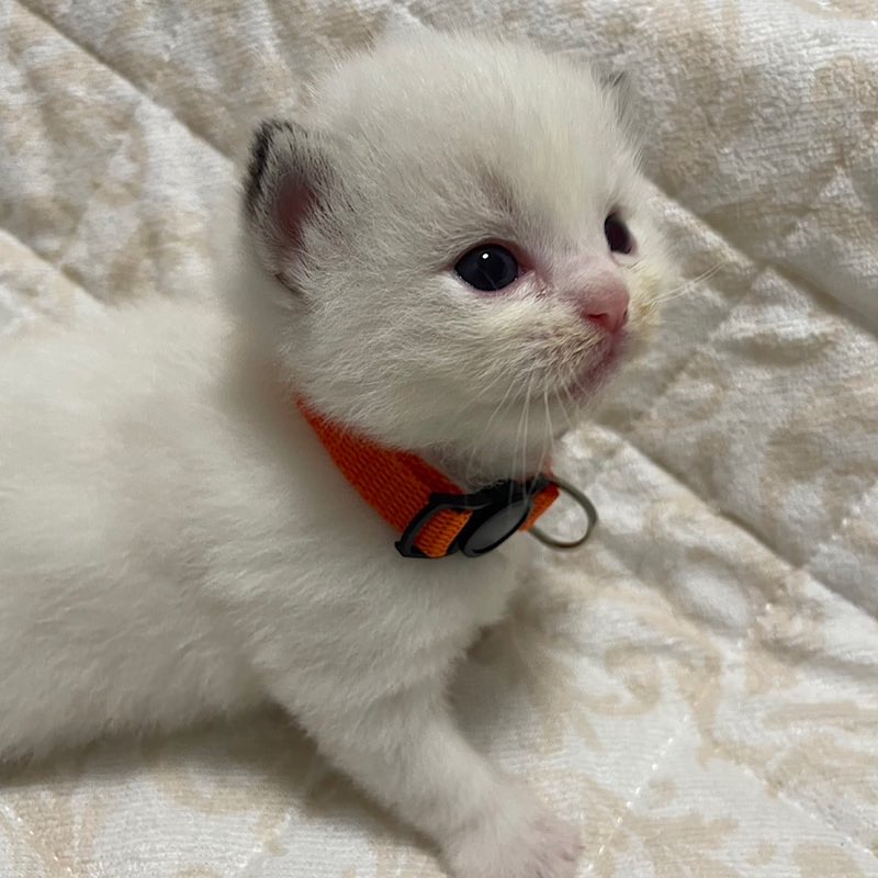 ツィムトオレンジ首輪