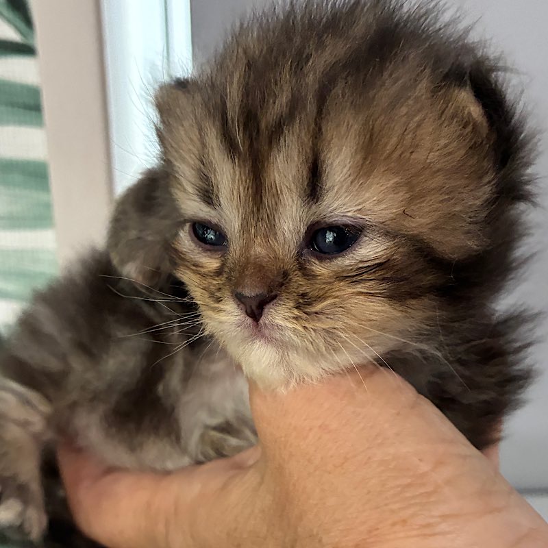 ノアちゃん横顔 コピー