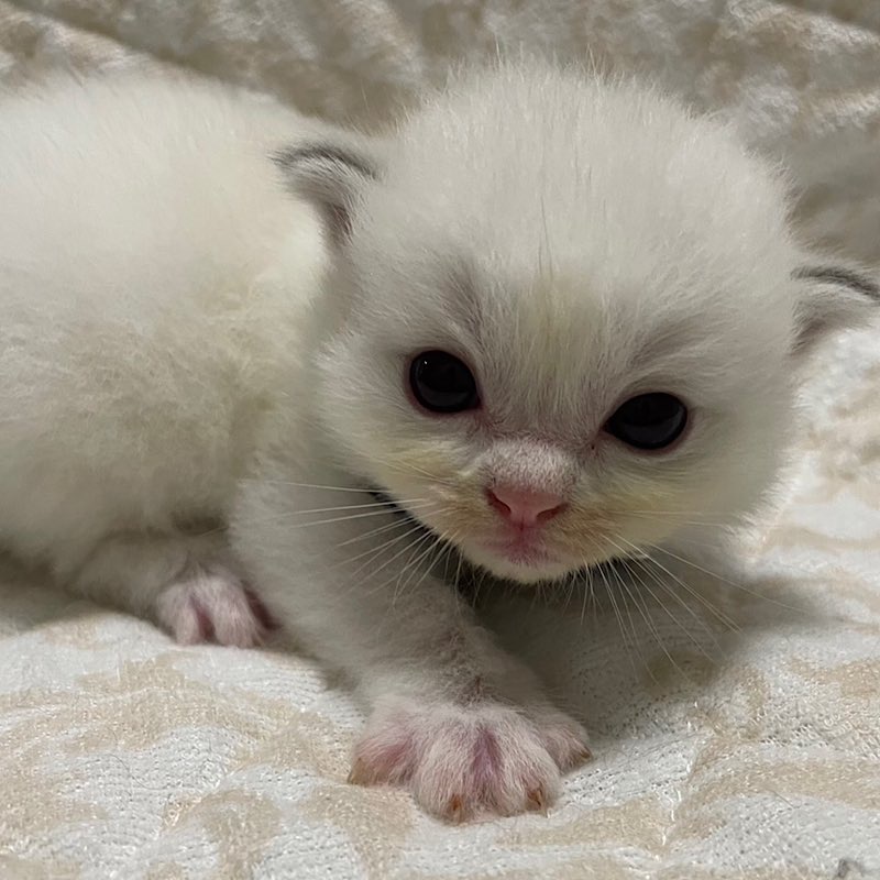 ルーカス青首輪 コピー