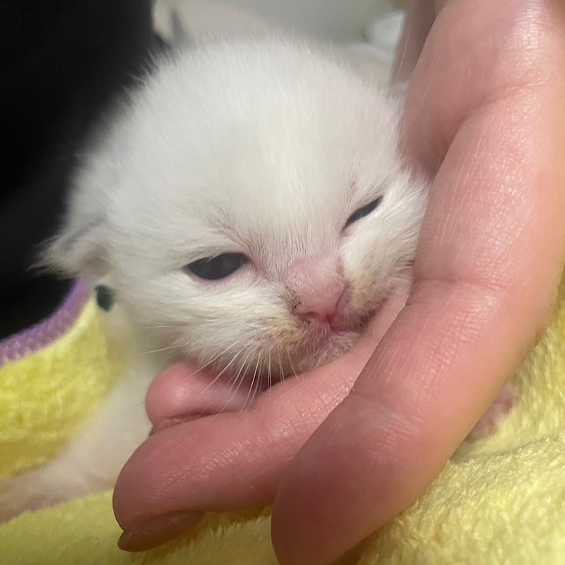 ラグドールの赤ちゃんのミロ　かわいい男の子