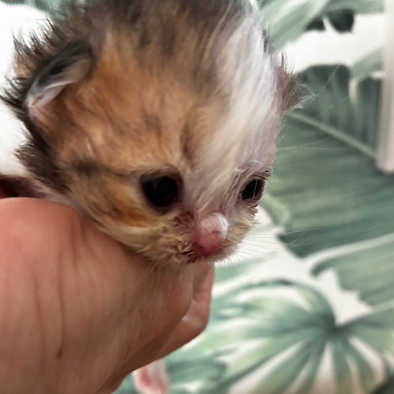 ペルシャ猫のジャス君14日目　ブラウンたビーホワイト