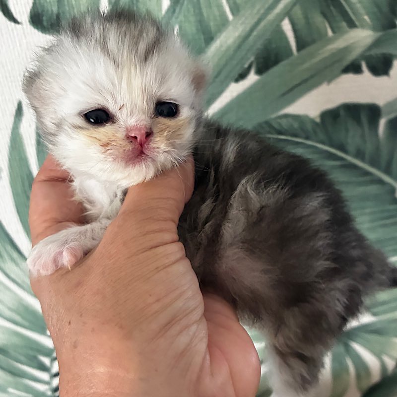 シルバーのペルシャの男の子　手の上に載っている