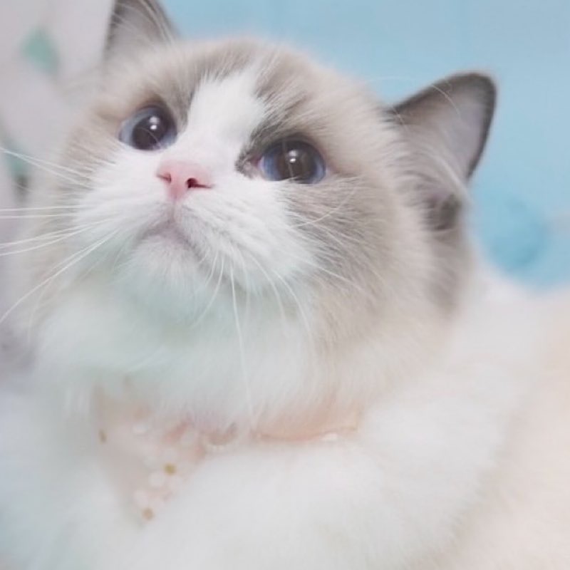 ラグドール　ブルーポイントバイカラーのトルテ