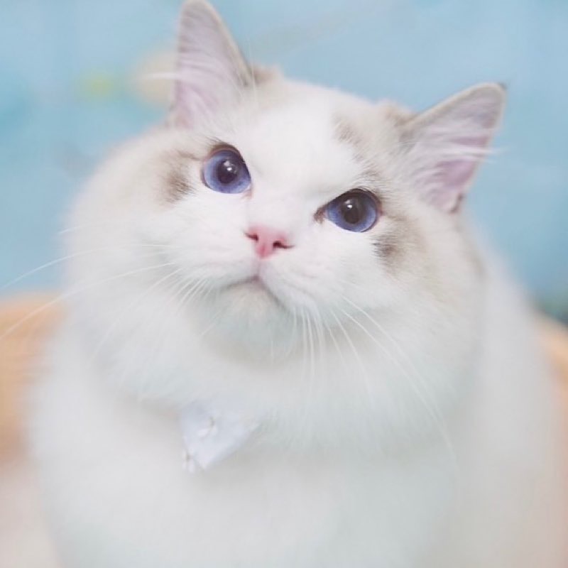 ラグドール　シールリンクスバイカラーの　アデル