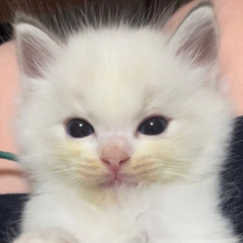 ブルーリンクスポイントバイカラーのラグドールの男の子真面目そうにこちらを見てる