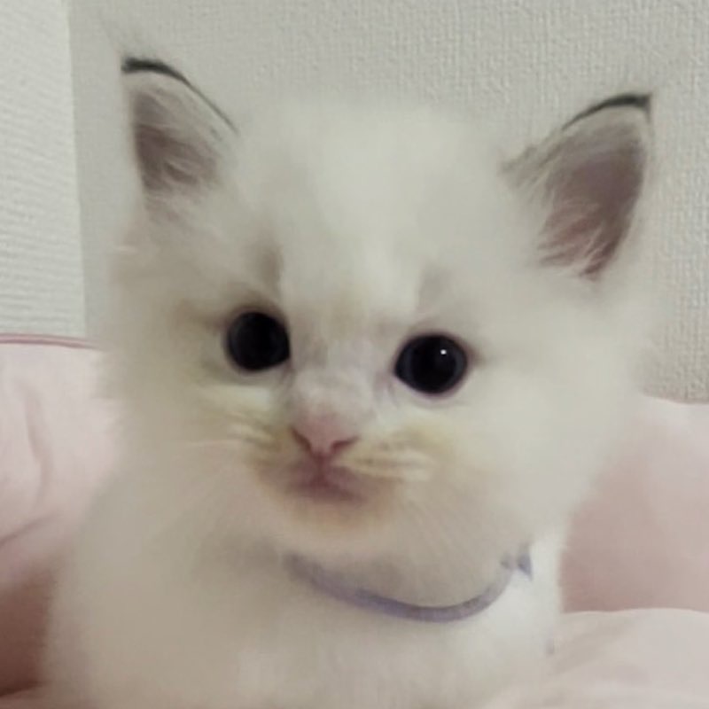ラグドールの男の子色はシールリンクスポイントバイカラー　生後37日目