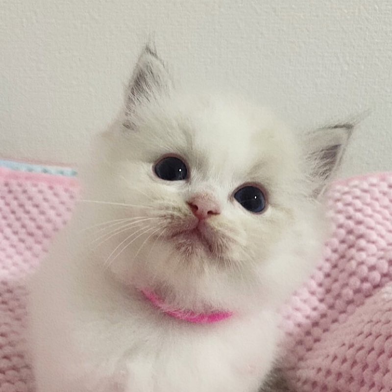 ラグドールの女の子シールリンクスポイントだけどまだ白猫のザーネ