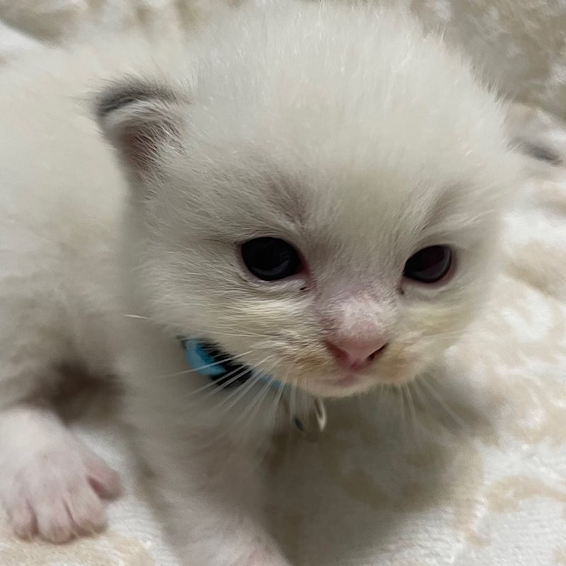 Milo0711ブルーリンクス