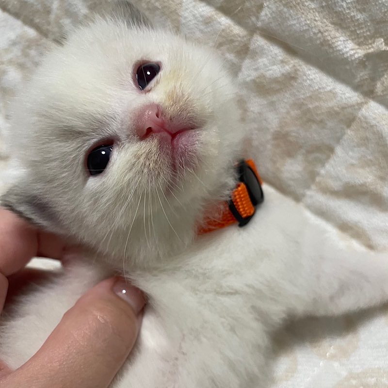 Zuimt0711シールリンクス