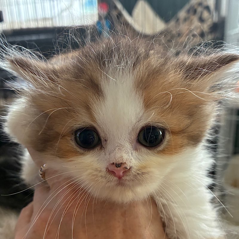 ジャスくん。ペルシャ猫