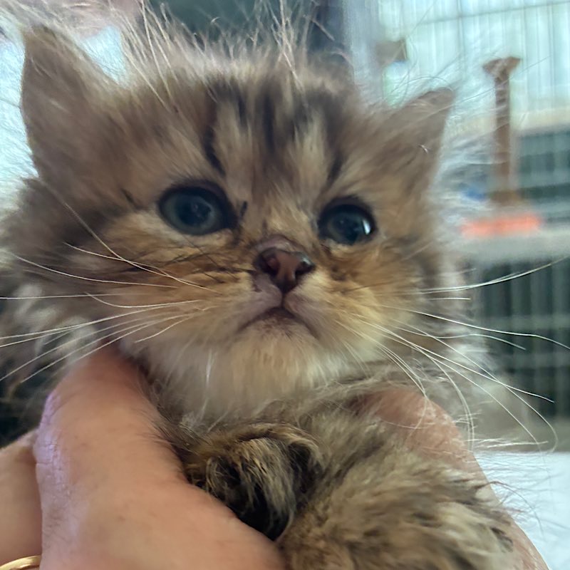 ブラウンタビーのノアちゃん