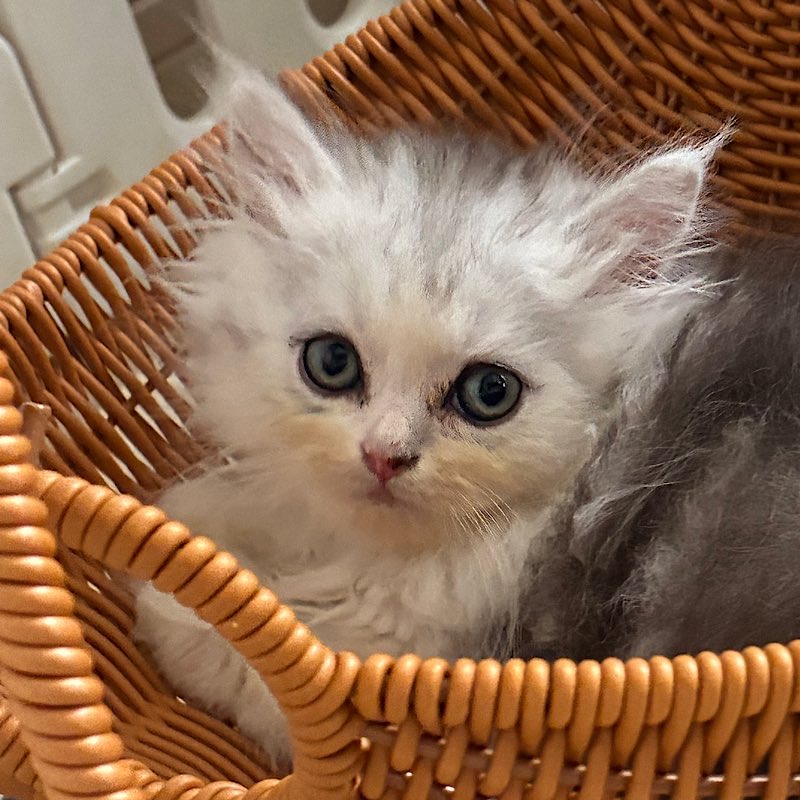 カゴに入ってるシルビアくん