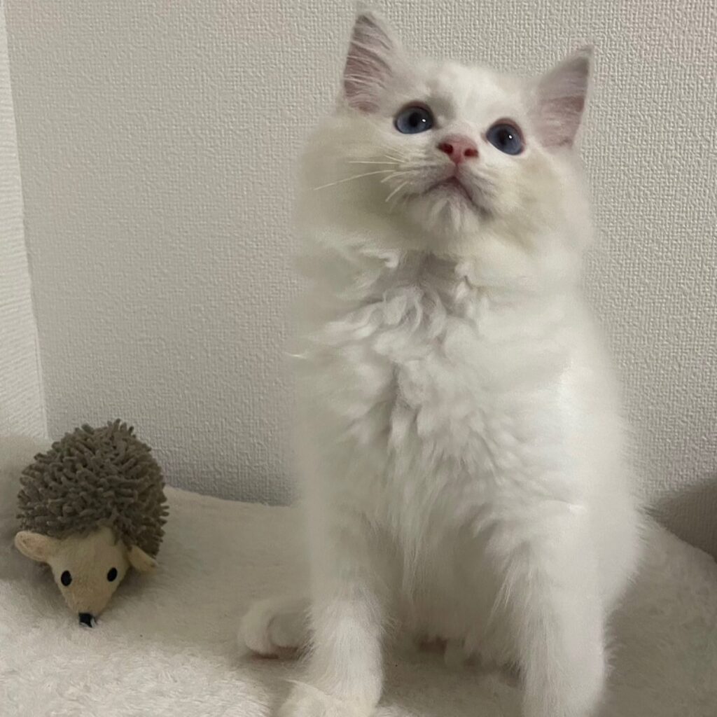 ブルーリンクスポイントバイカラーのルーカスハリネズミといる