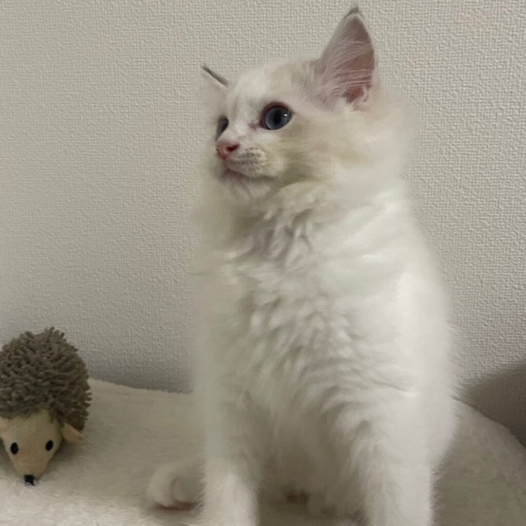 ラグドールの男の子ルーカス