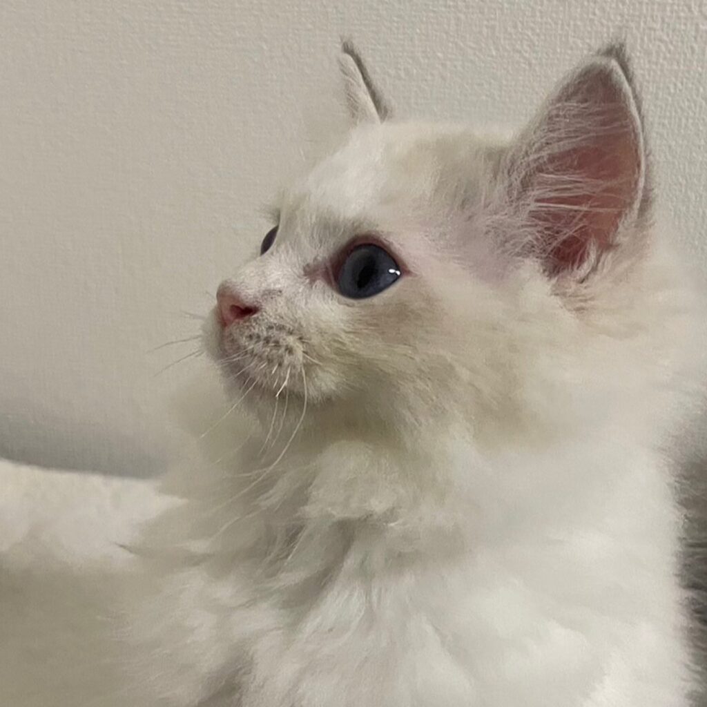 ラグドールの男の子ルーカスの横顔