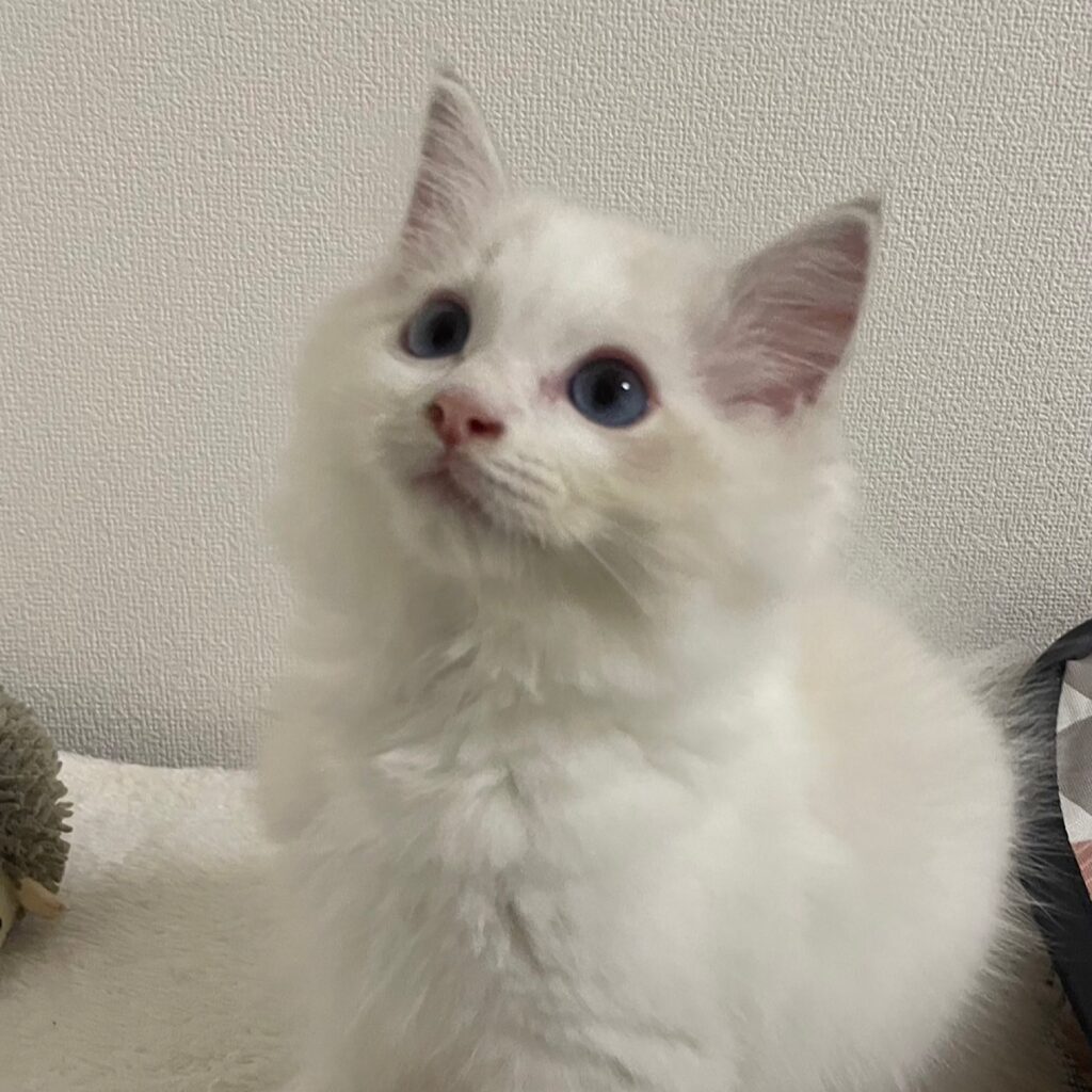 可愛いラグドールの男の子