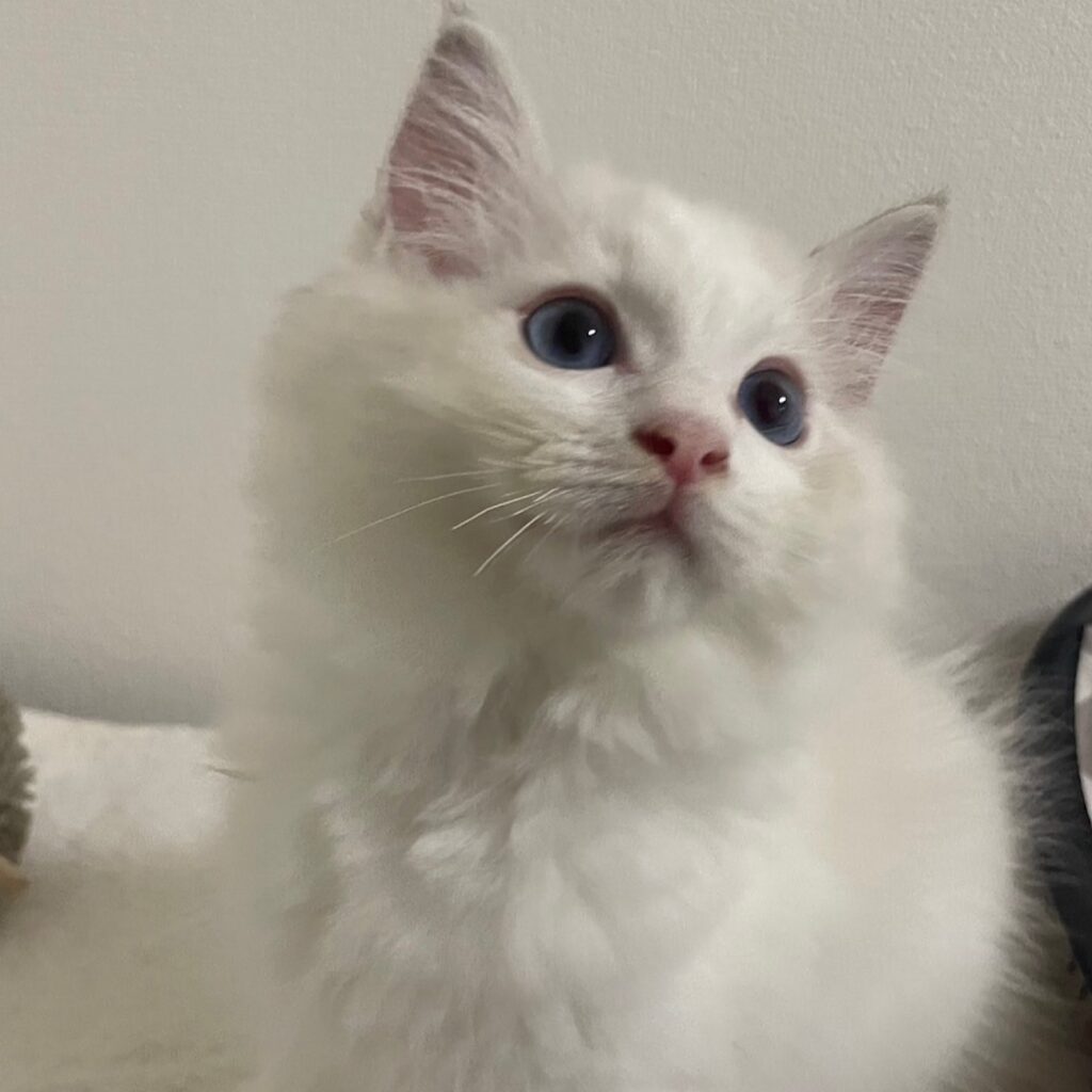 ラグドールの男の子ルーカス