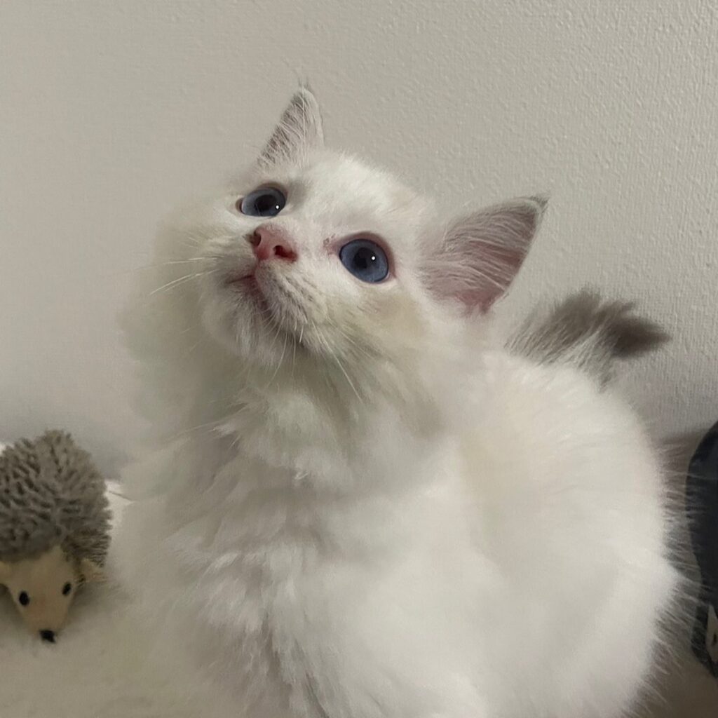 ブルーリンクスポイントバイカラーのルーカス上向き