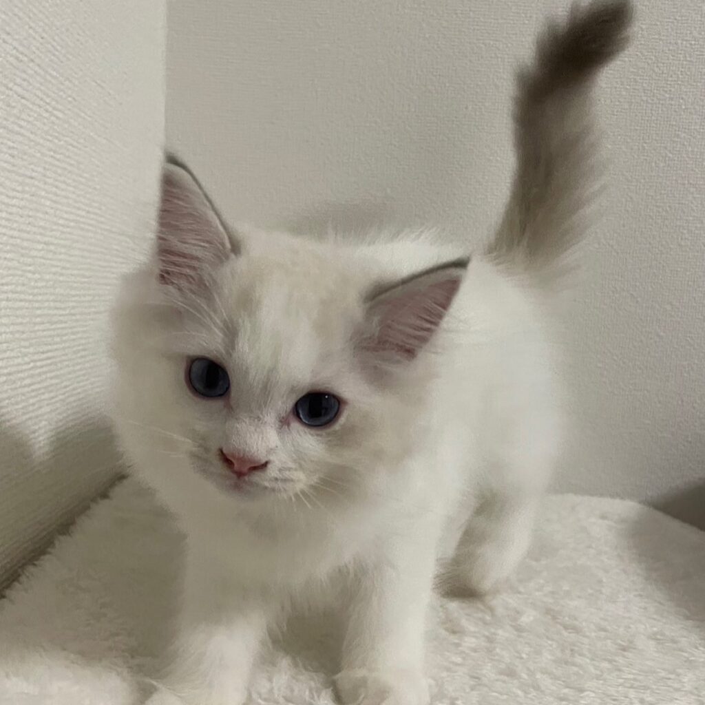 ブルーリンクスポイントバイカラーのルーカス　全体像