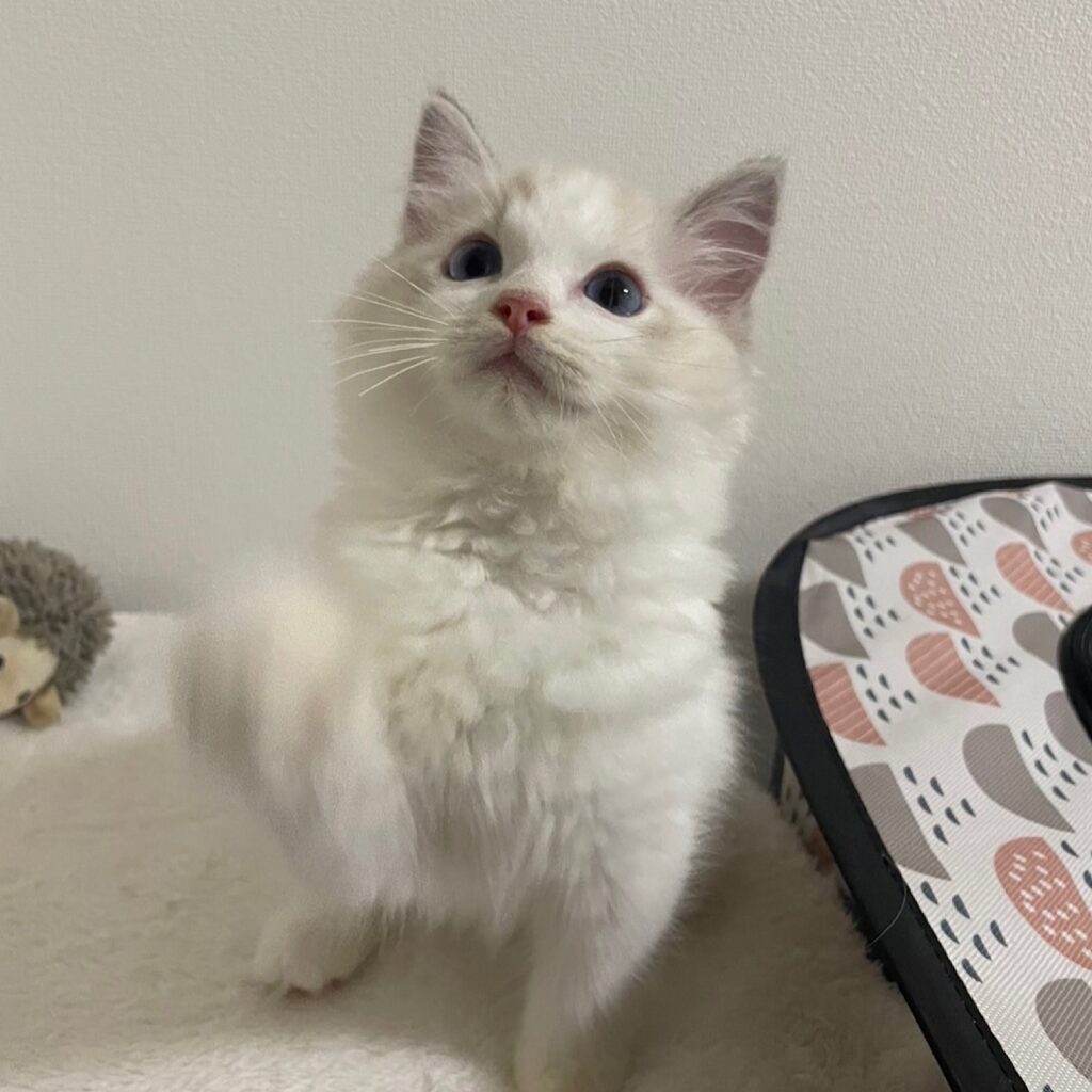 シールリンクスポイントバイカラーのツィムト1