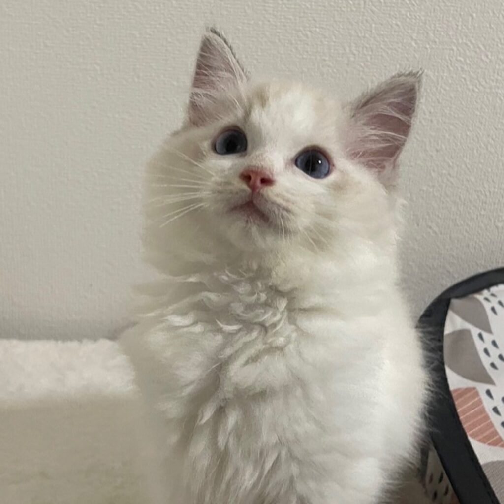 シールリンクスポイントバイカラーのツィムト