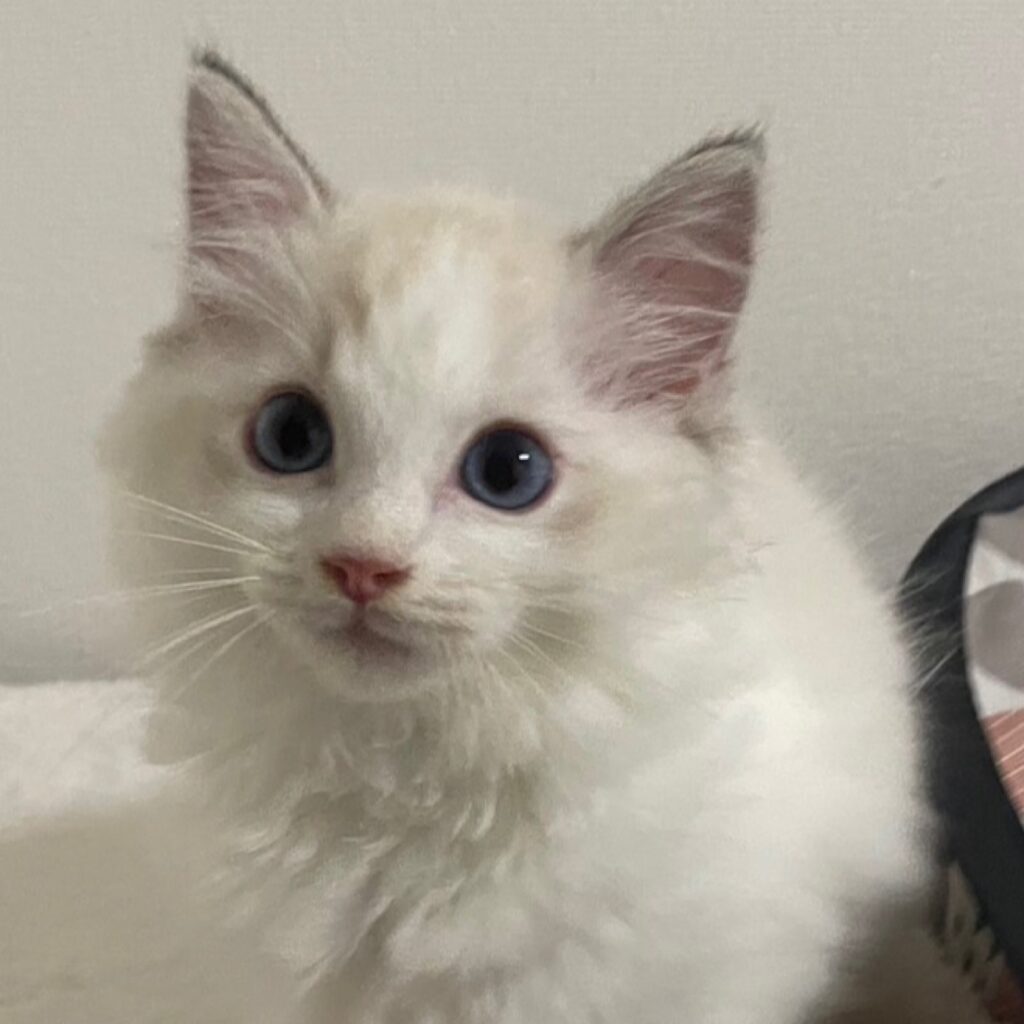 シールリンクスポイントバイカラーのラグドール