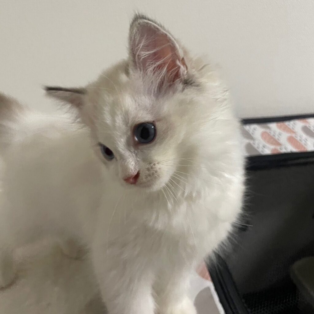 シールリンクスポイントバイカラーのラグドール女の子