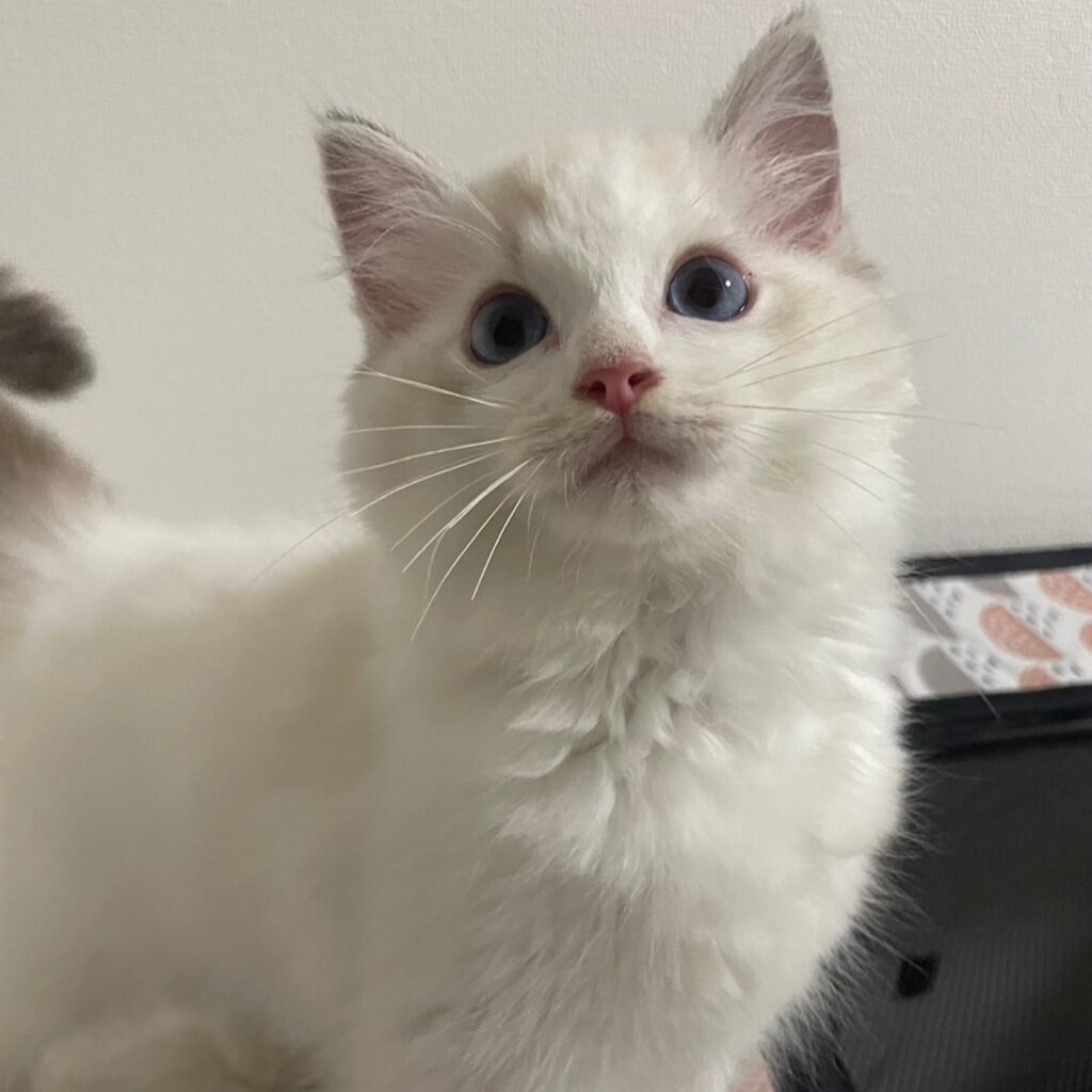 ラグドールの女の子ツィムト