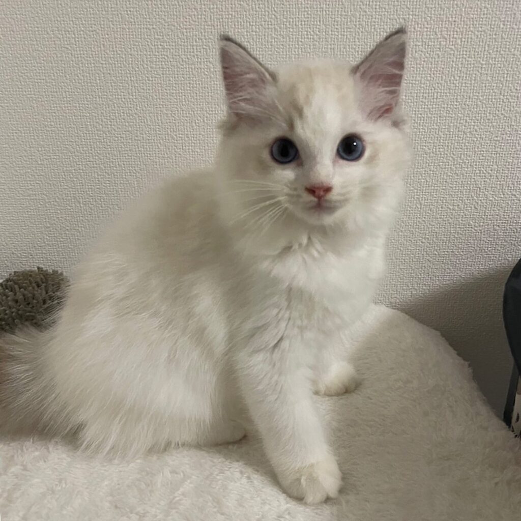 ラグドールの女の子　シールリンクス