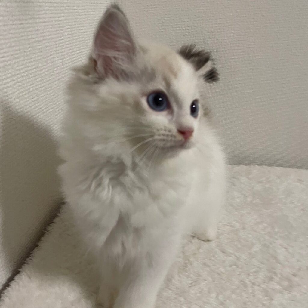 ラグドールツィムト横向き