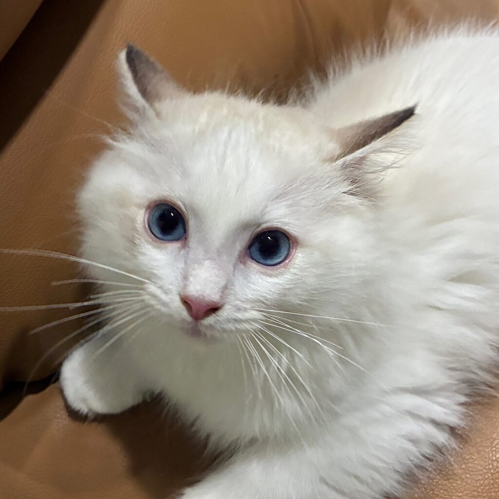 フェリクス0910ソファの上で