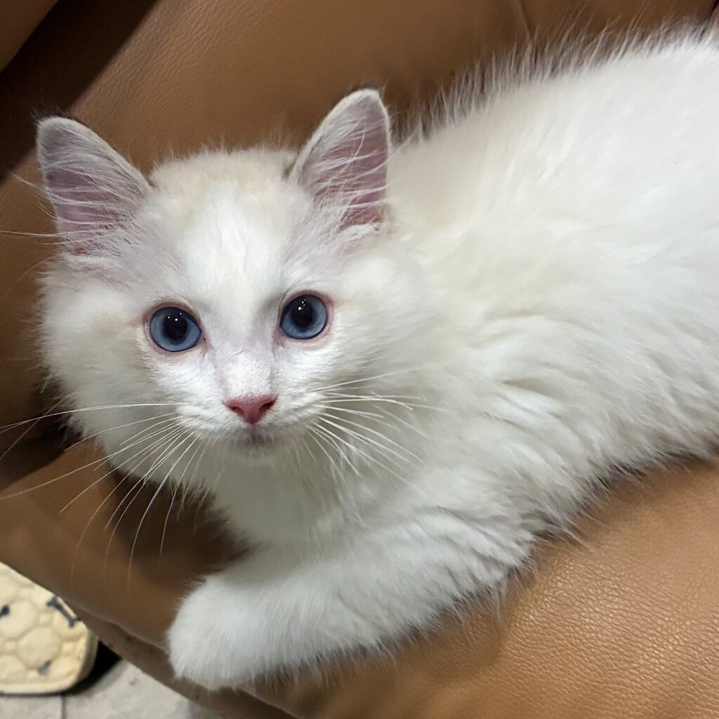 目線あったねフェリクス