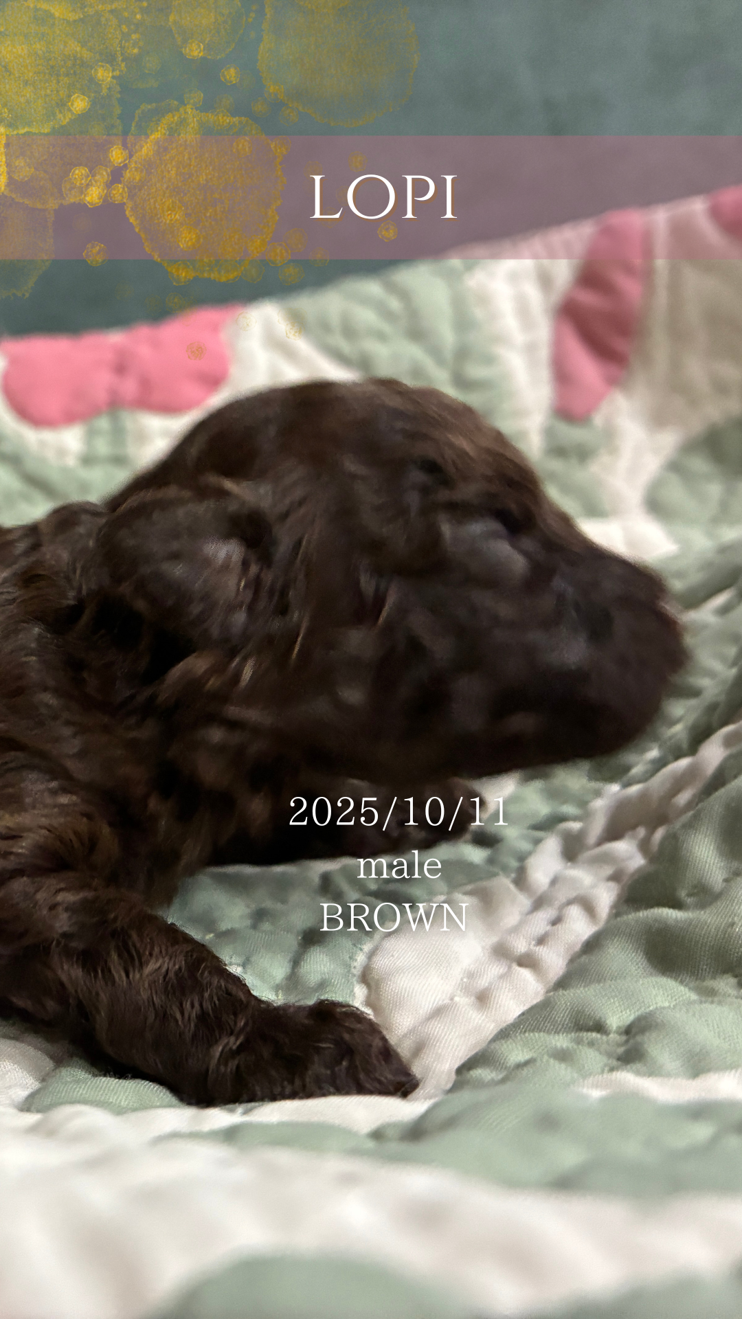 leo lopi lilia.zip 2.png