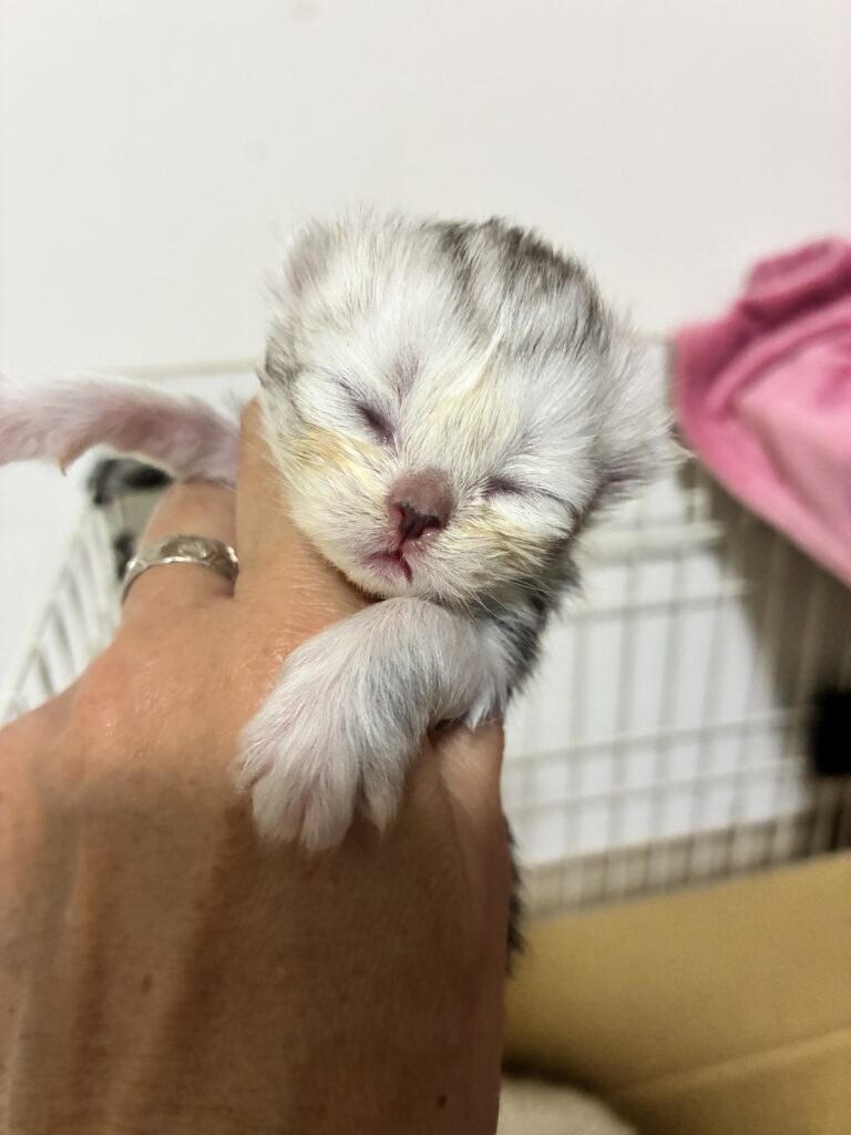 スポテッドタビー