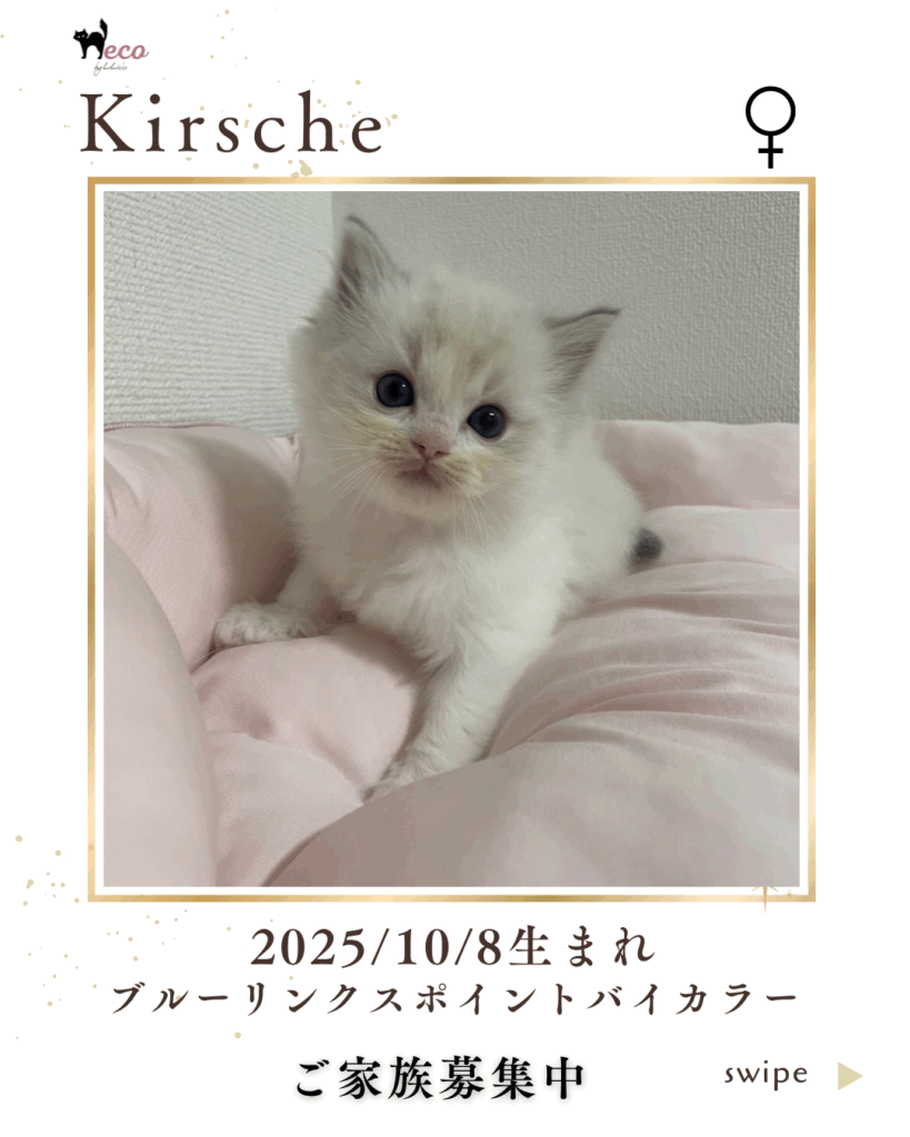 キルシェ　女の子