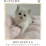 キルシェちゃん