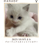 バナーヌちゃん