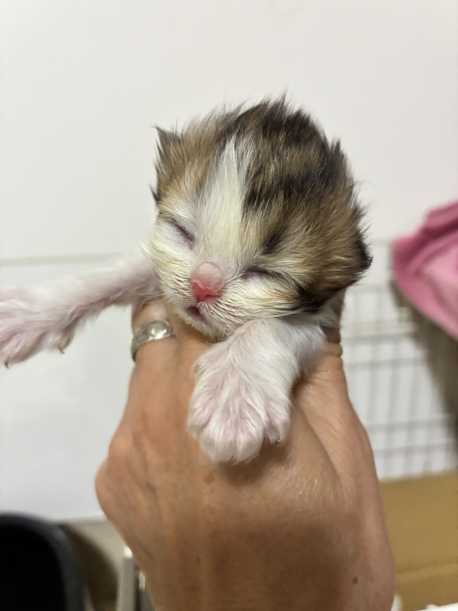 ペルシャちゃんたち