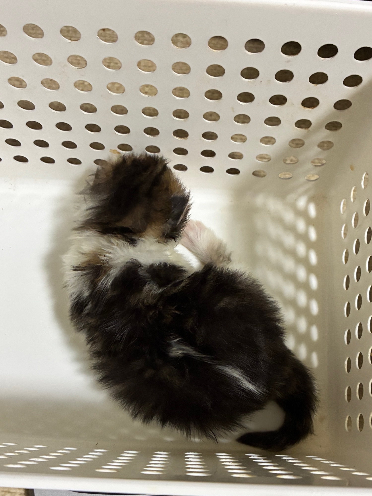 シルバータビー