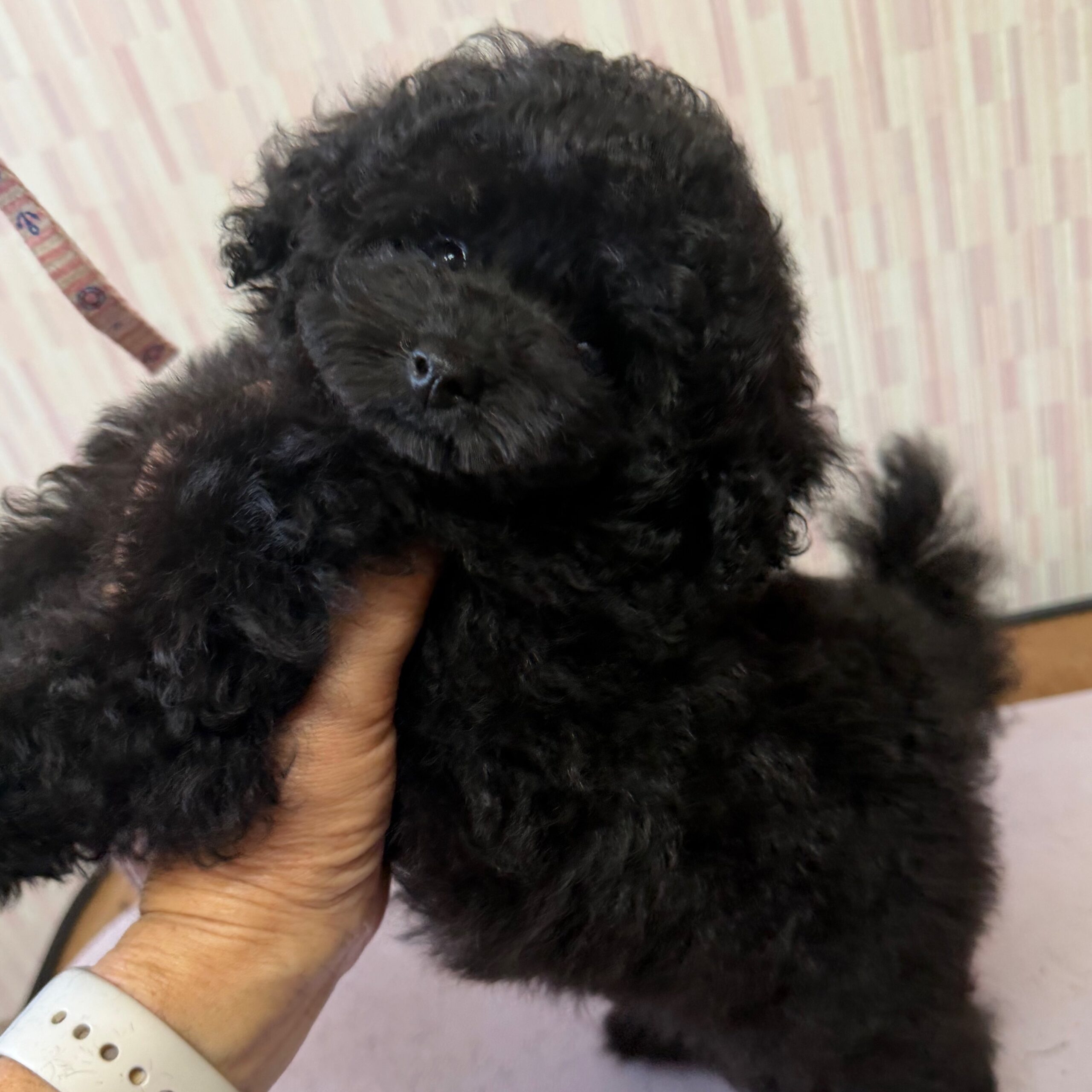 ブラック女子　カウホラちゃん