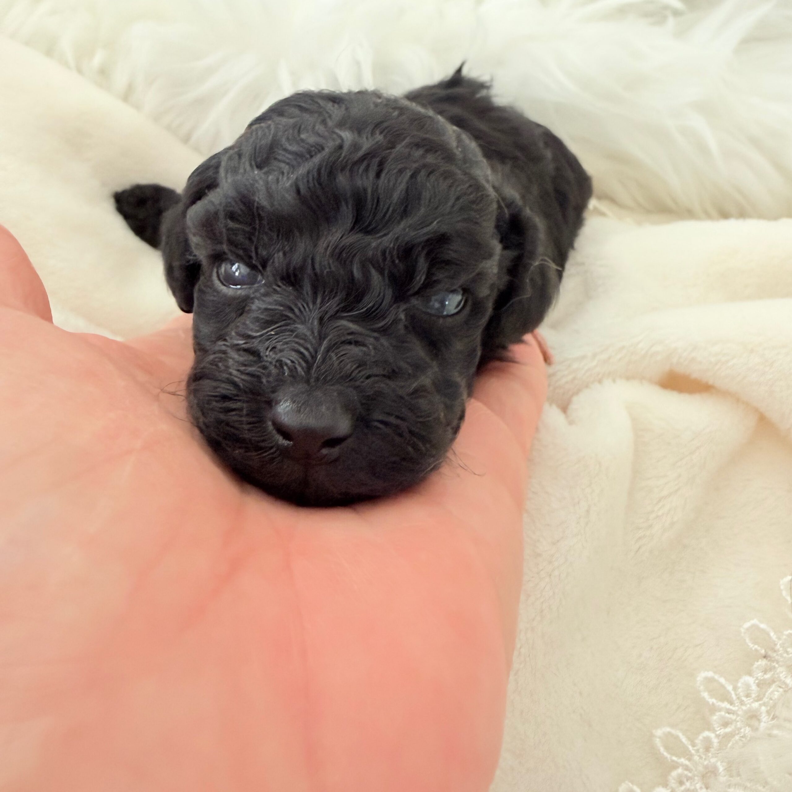 レレフアちゃん