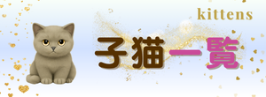子猫一覧